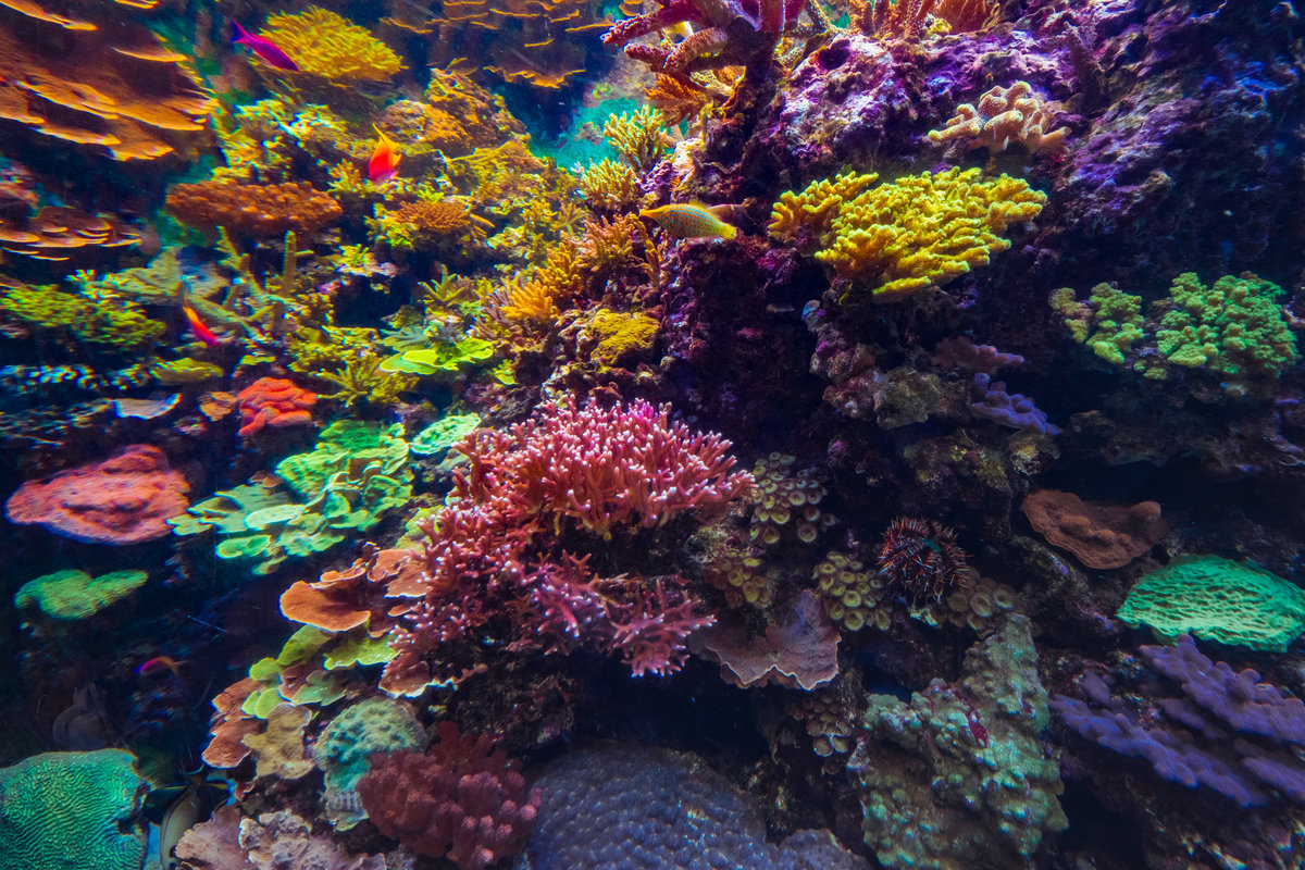 Coral reef