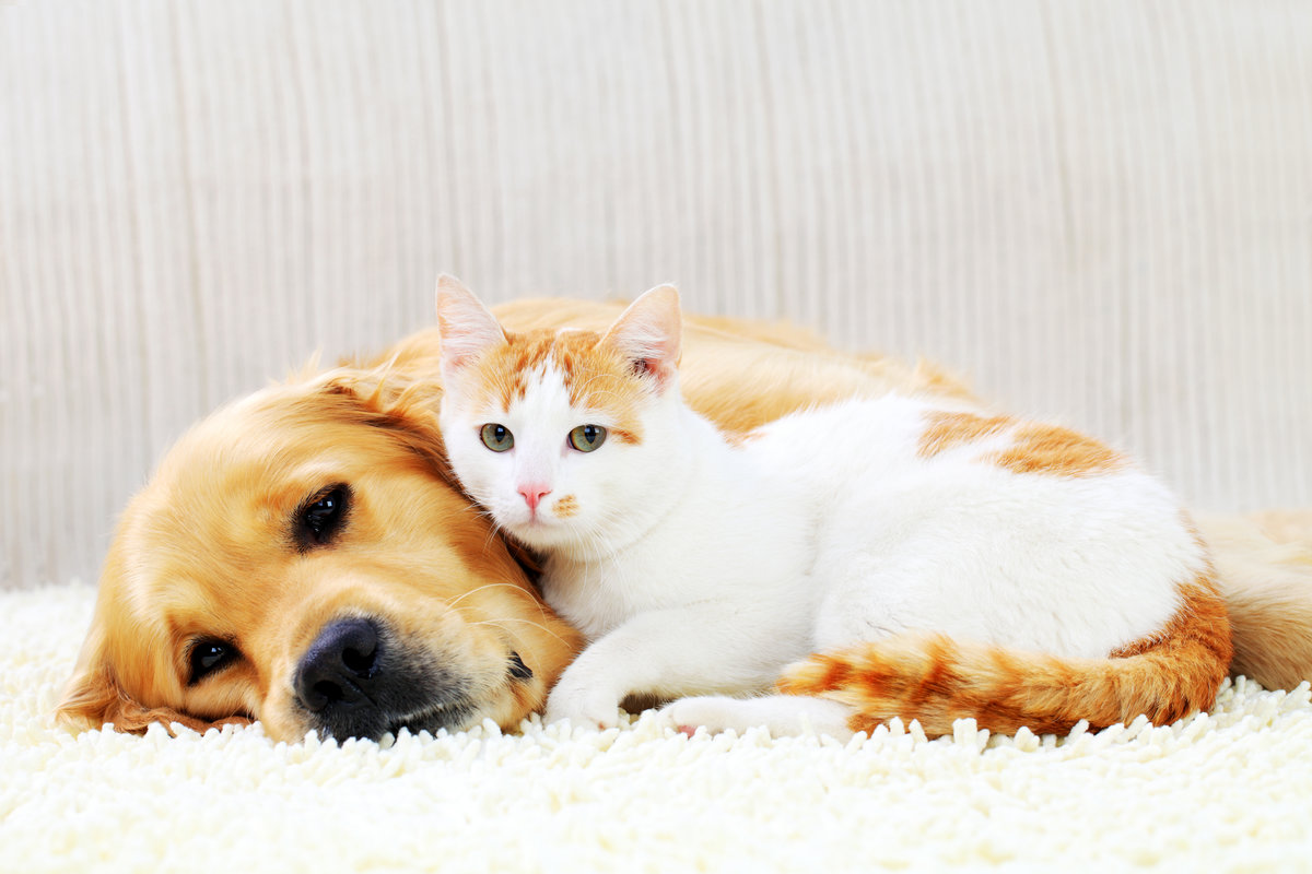 Cat and dog