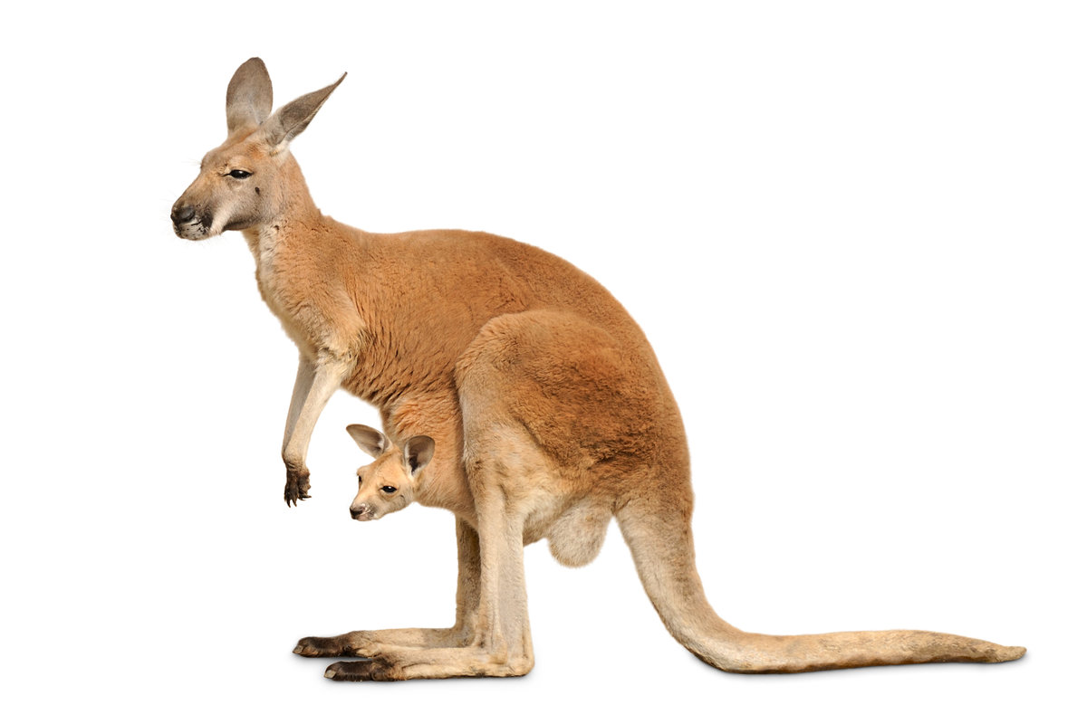 Kangaroo