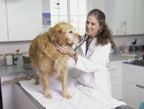 vet with a dog