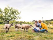 family looking at sheep