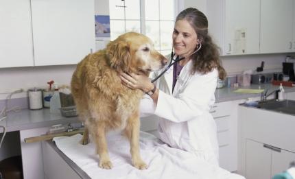 vet with a dog