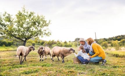 family looking at sheep