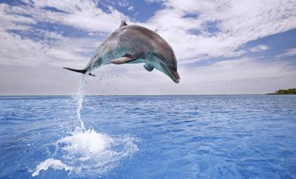 dolphin jumping in the sea