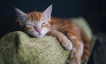 sleeping cat