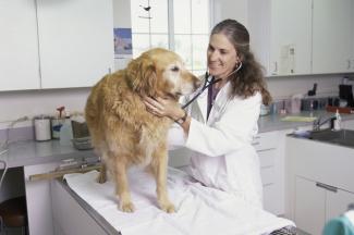 vet with a dog