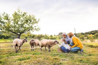 family looking at sheep