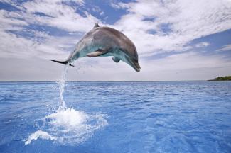 dolphin jumping in the sea