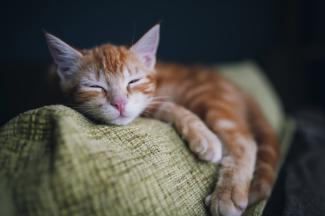 sleeping cat